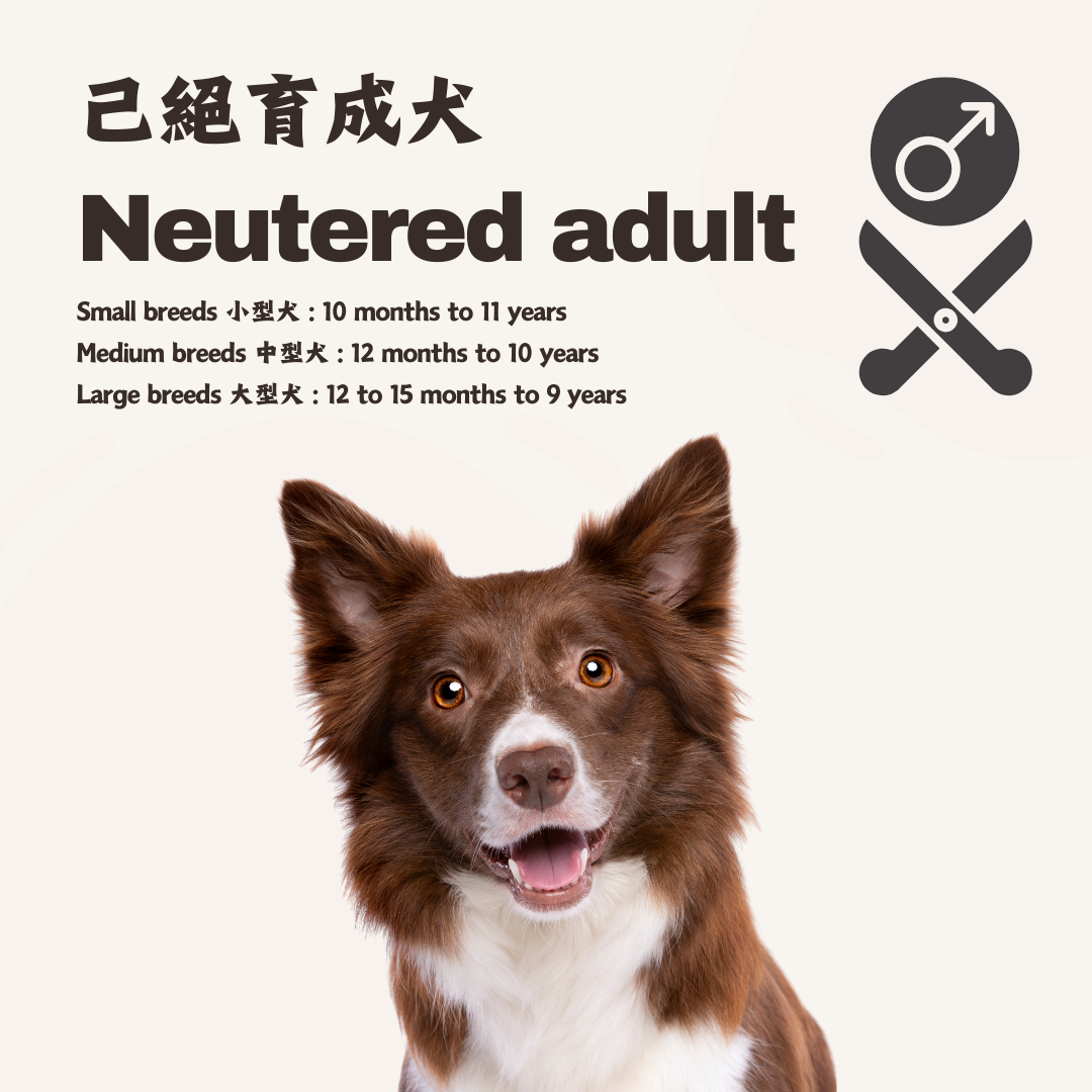 熟 · 鮮食訂製 (已絕育成犬)