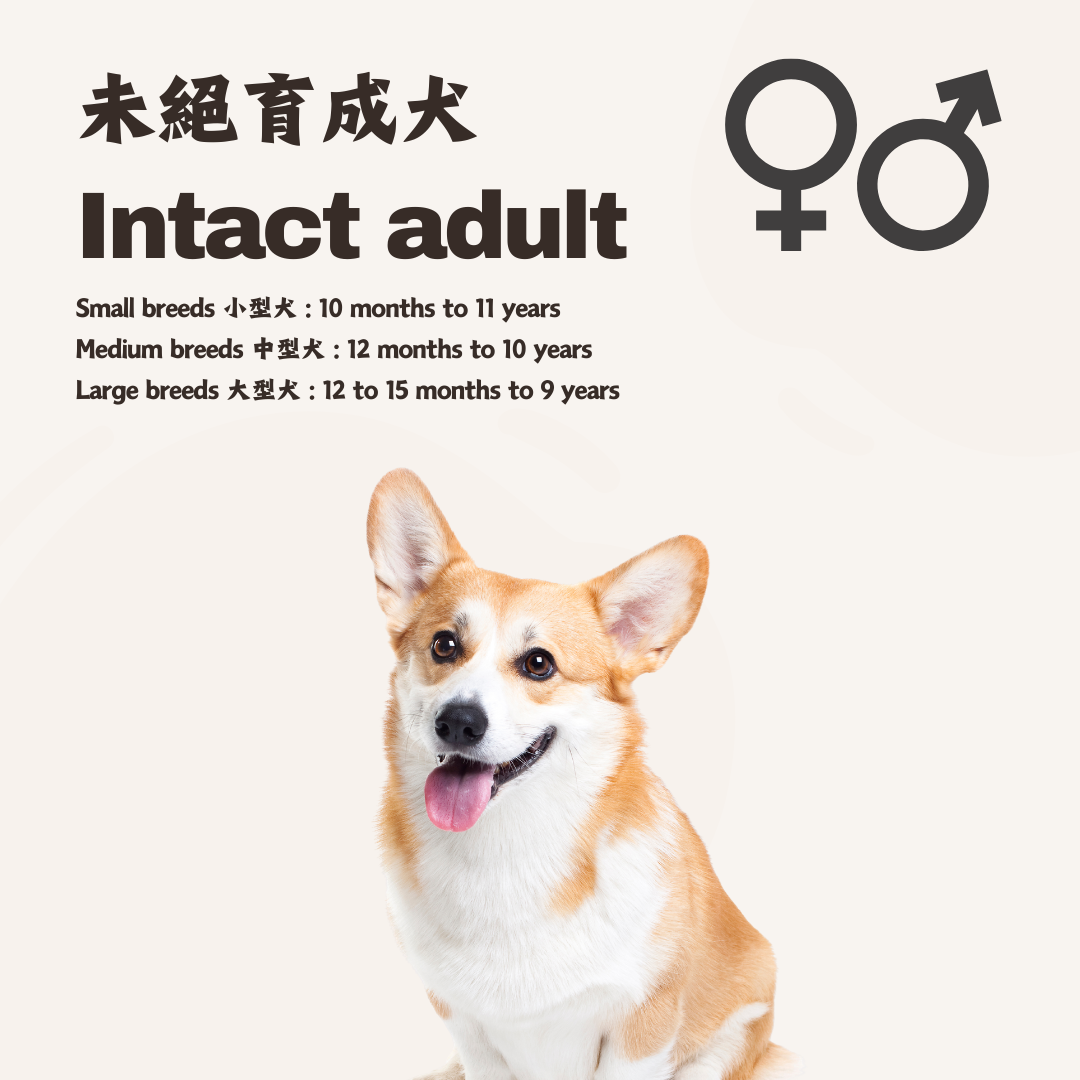 熟 · 鮮食訂製 (未絕育成犬)